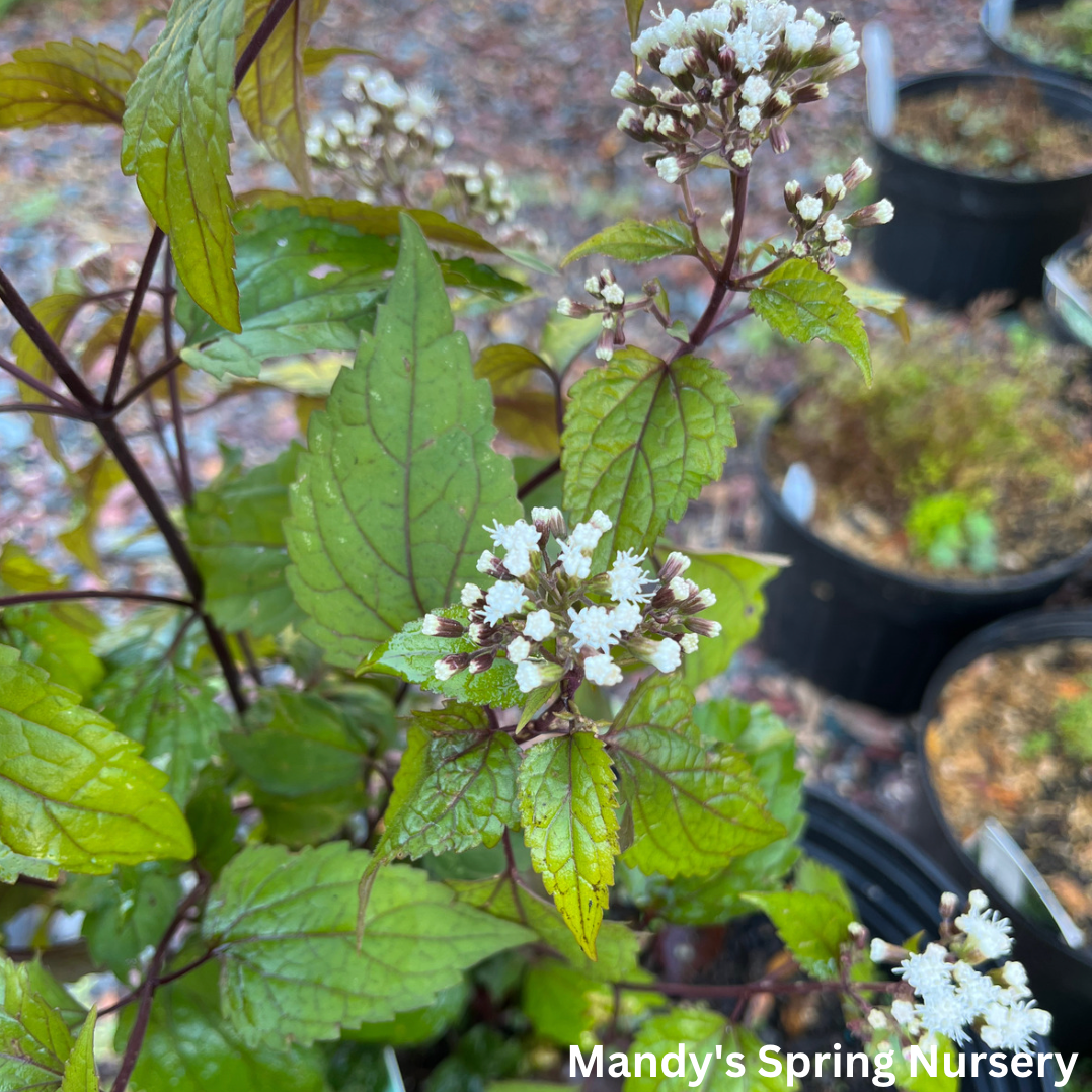 Chocolate Joe Pye Weed | Eupatorium rug. – Mandy Spring Farm Nursery, Inc.