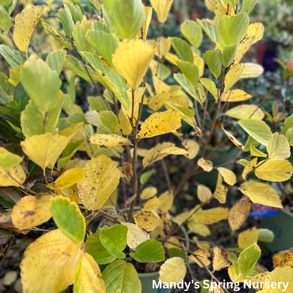 Witch Hazel | Hamamelis