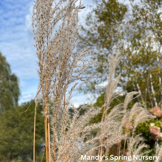 Flame Grass | Miscanthus Sinensis 'Purpurascens'