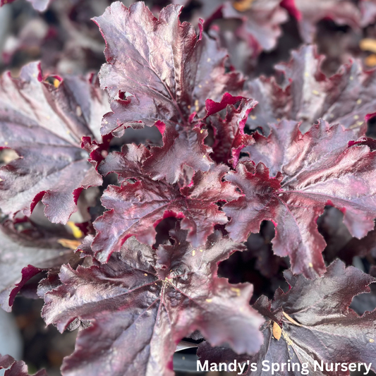 'Evening Gown' Heuchera | Heuchera 'Evening Gown'