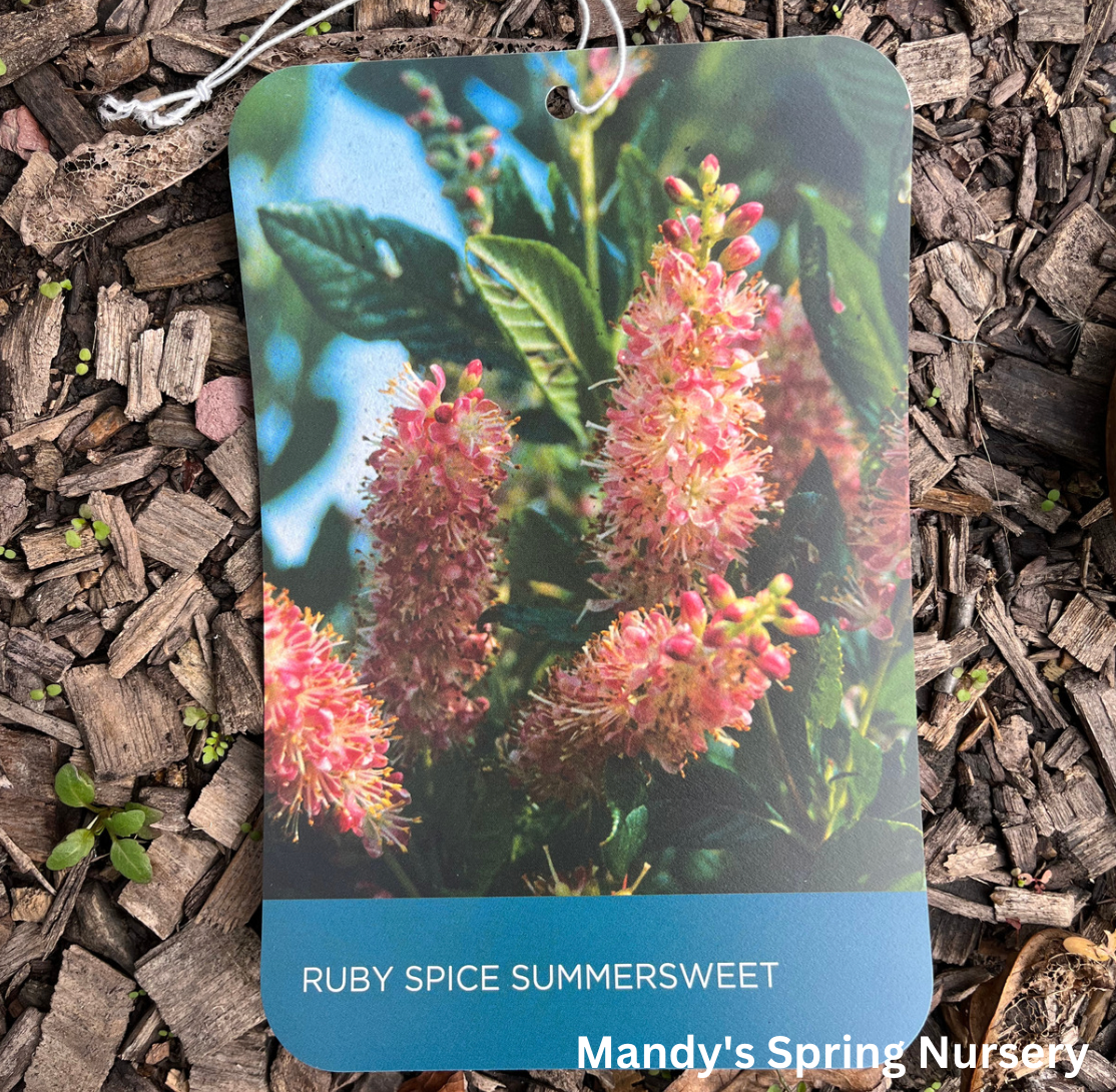 Ruby Spice Summersweet | Clethra alnifolia