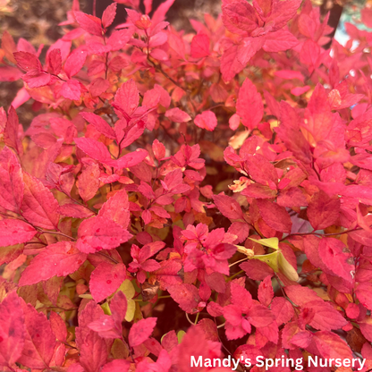 Goldmound Spirea | Spiraea japonica