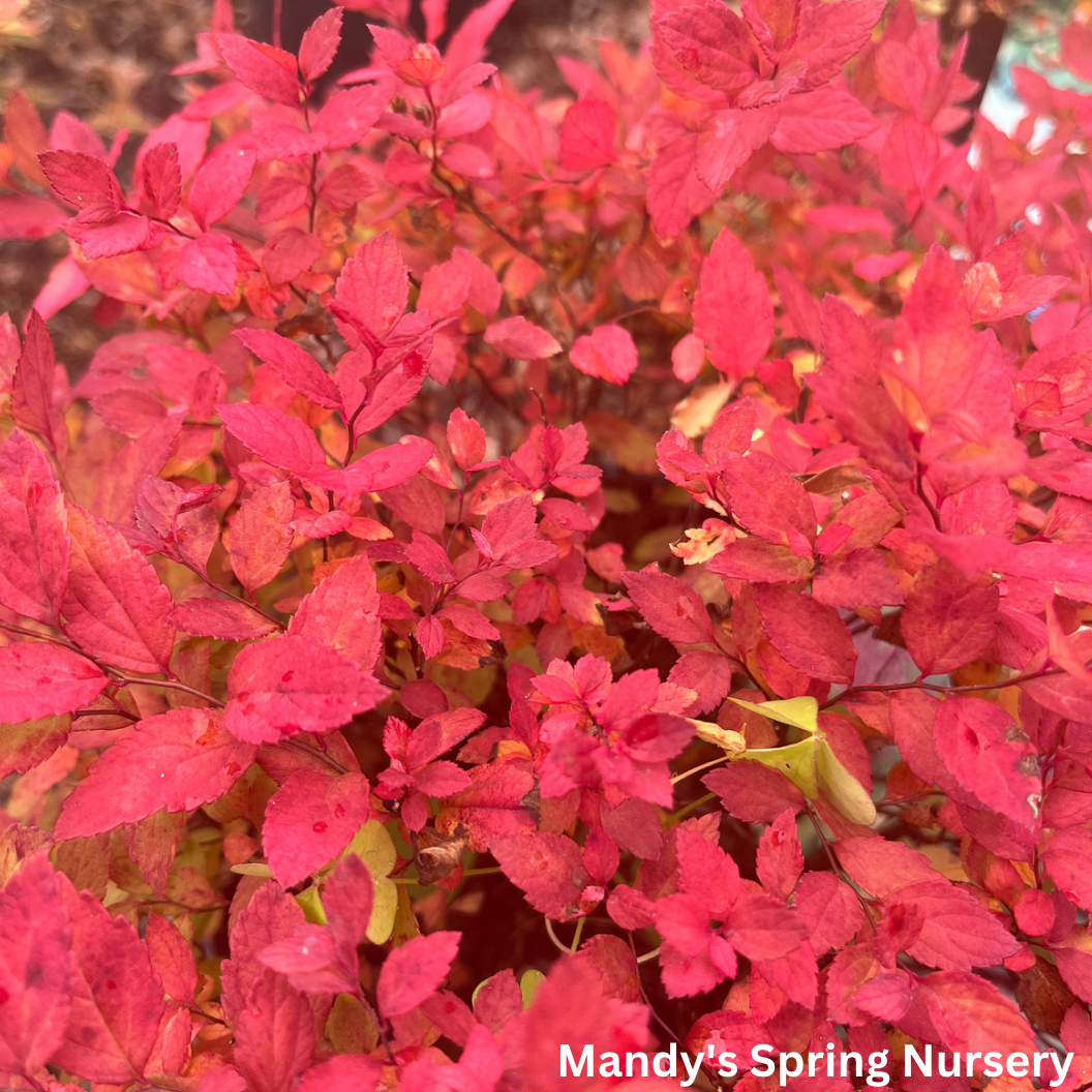 Goldmound Spirea | Spiraea