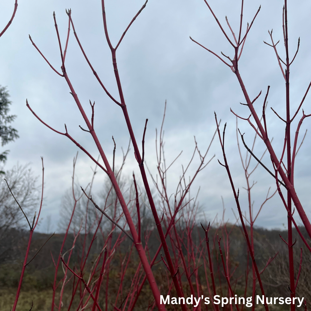Arctic Fire Red Dogwood | Cornus stolonifera