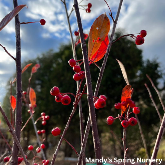 Brilliant Red Chokeberry | Aronia arbutifolia