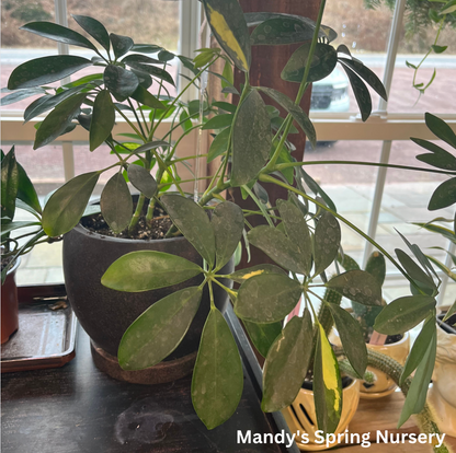 umbrella house plant Umbrella Tree