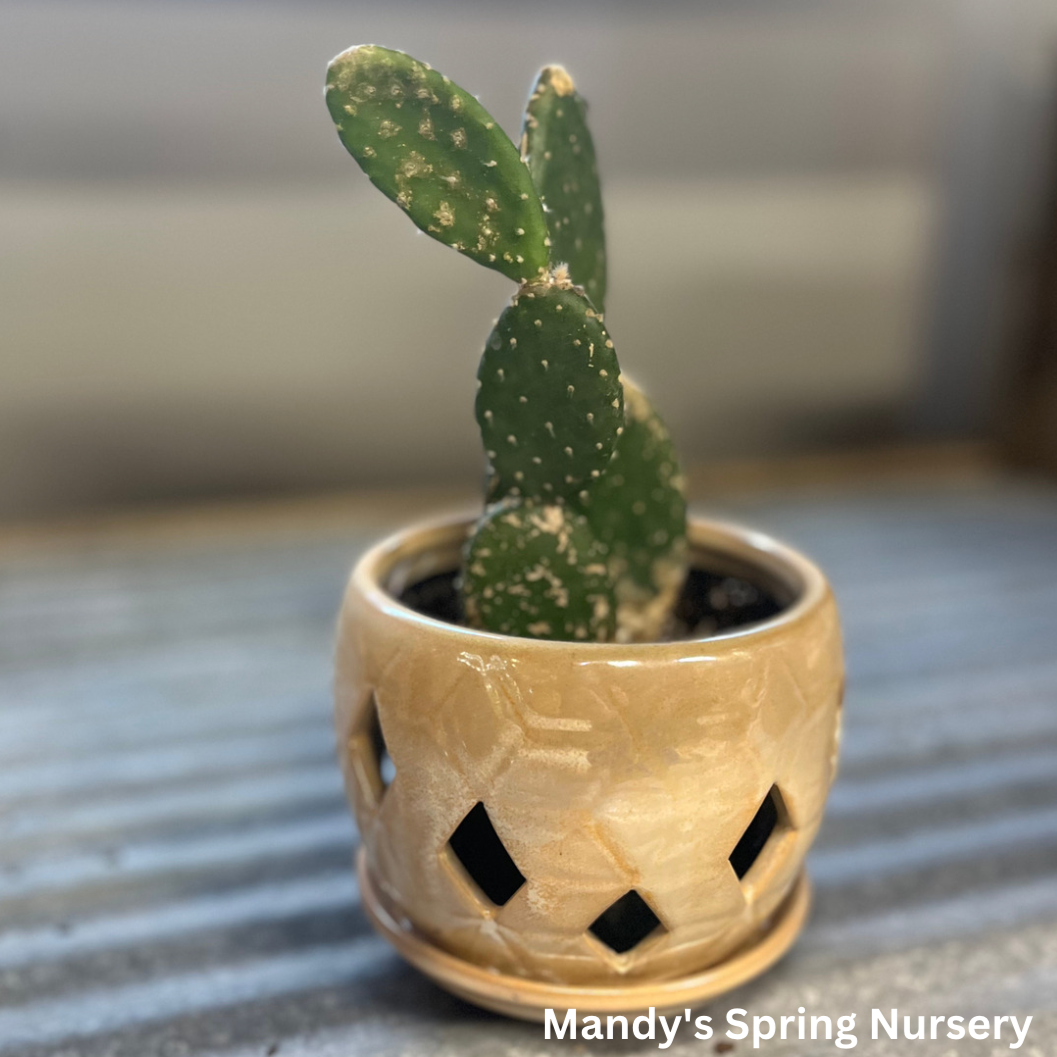 Woolyjoint Prickly Pear Indoor Cactus