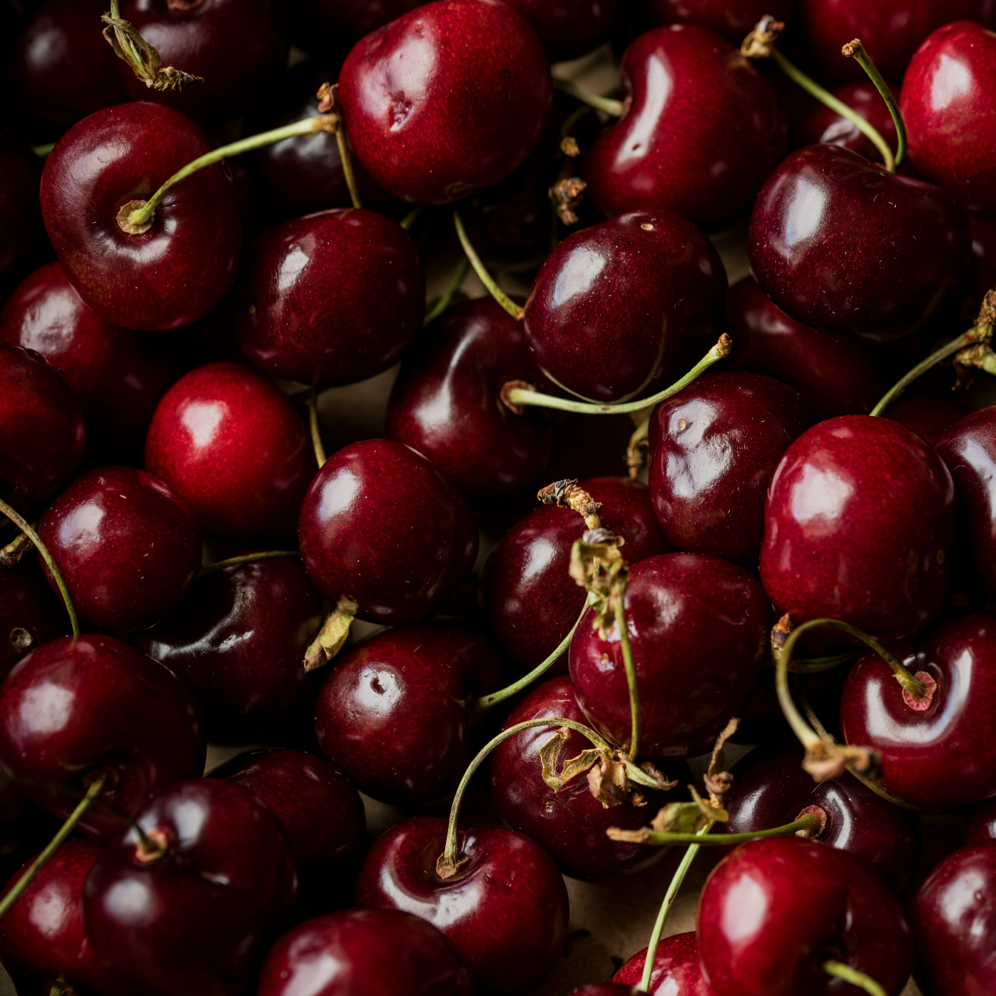 Bare Root - 'Bing' Cherry | Prunus avium 'Bing'