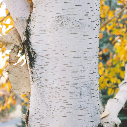 Bare Root - Paper Birch | Betula papyrifera