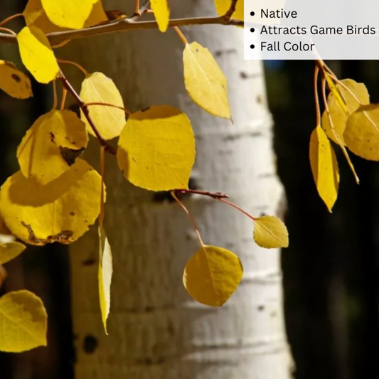 Bare Root - Quaking Aspen | Populus tremuloides