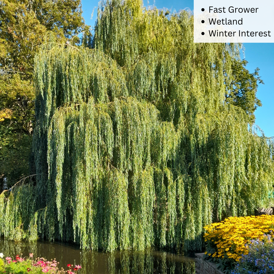 Bare Root - Niobe Weeping Willow | Salix alba 'Tristis'