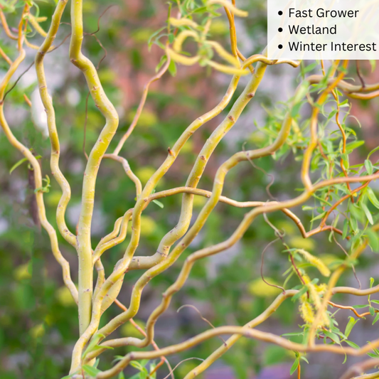 Bare Root - Golden Curls Corkscrew Willow