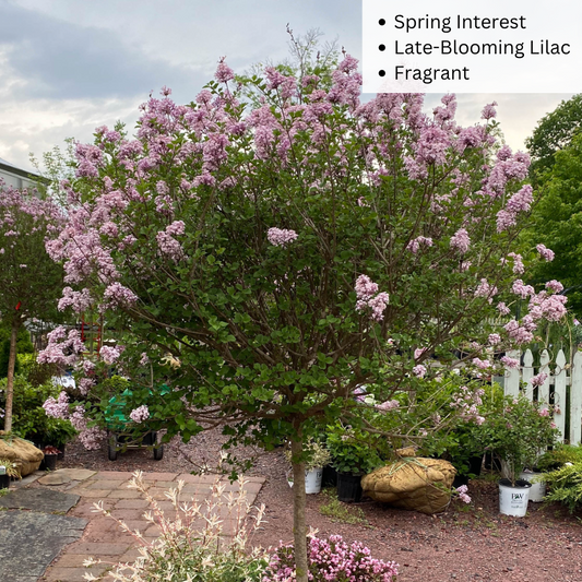 Bare Root - Palibin Dwarf Korean Lilac Tree | Syringa meyeri 'Palibin'