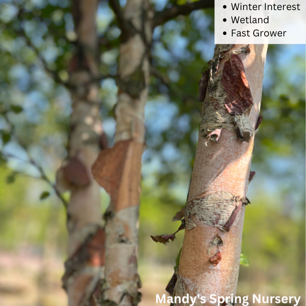Bare Root - River Birch | Betula nigra