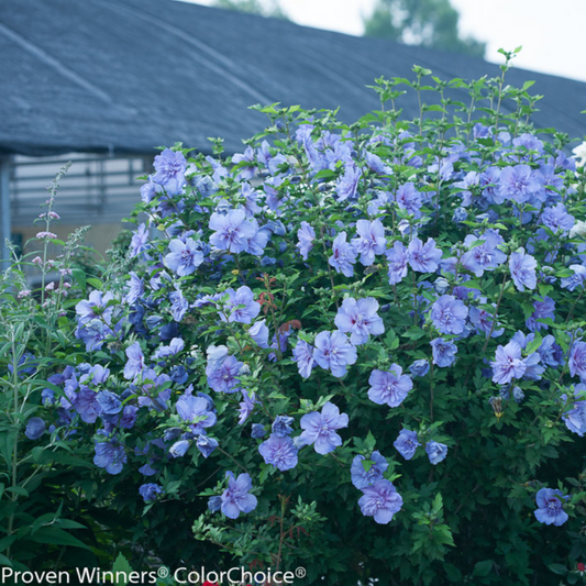 Bare Root - Blue Chiffon® Rose of Sharon (Proven Winners) | Hibiscus syriacus