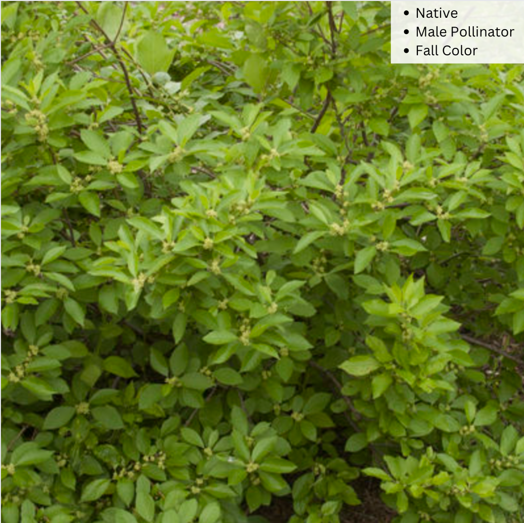 Bare Root - Southern Gentleman Winterberry (Male) | Ilex verticillata