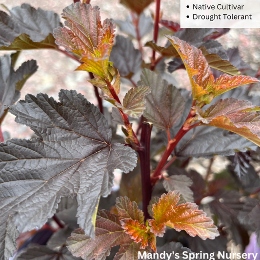 Bare Root - Fireside® Ninebark (First Editions®) | Physocarpus opulifolius 'Umnharpell'