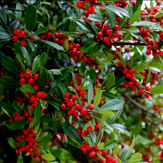 Bare Root - Winter Red Winterberry | Ilex verticillata 'Winter Red'