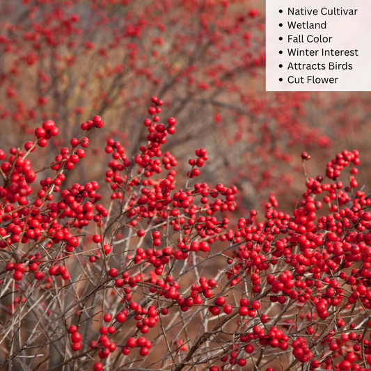 Bare Root - Winter Red Winterberry | Ilex verticillata 'Winter Red'
