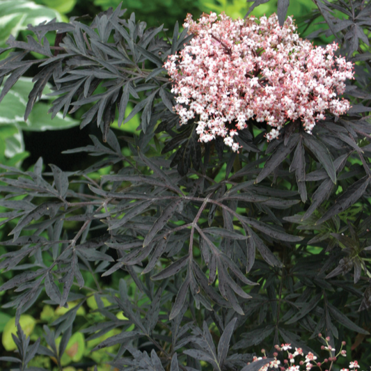 Bare Root - Black Lace® Elderberry (Proven Winners) | Sambucus nigra
