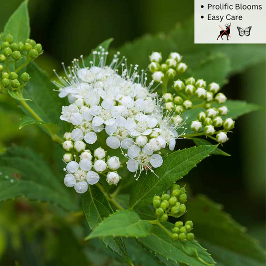 Bare Root - Japanese White Spirea | Spiraea albiflora japonica