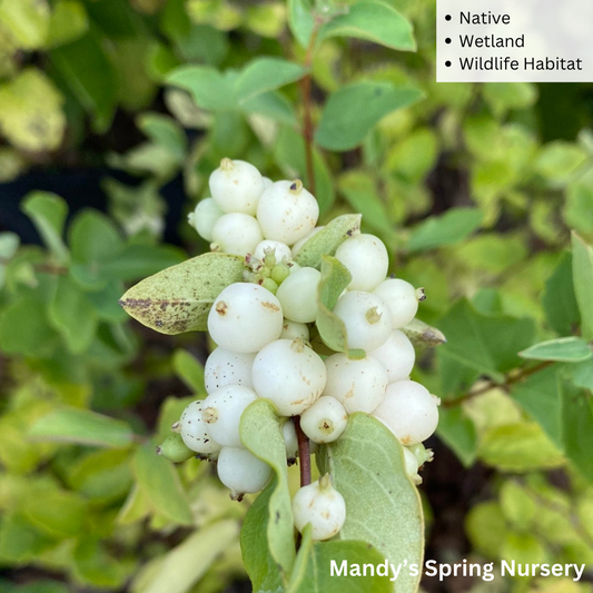 Bare Root - White Snowberry | Symphoricarpos albus