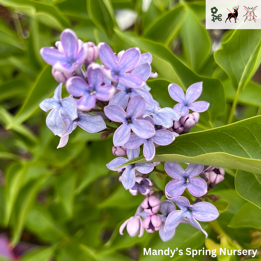 Bare Root - Wedgewood Blue Lilac | Syringa vulgaris 'Wedgewood Blue'