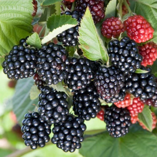 Chester Thornless Blackberry | Rubus