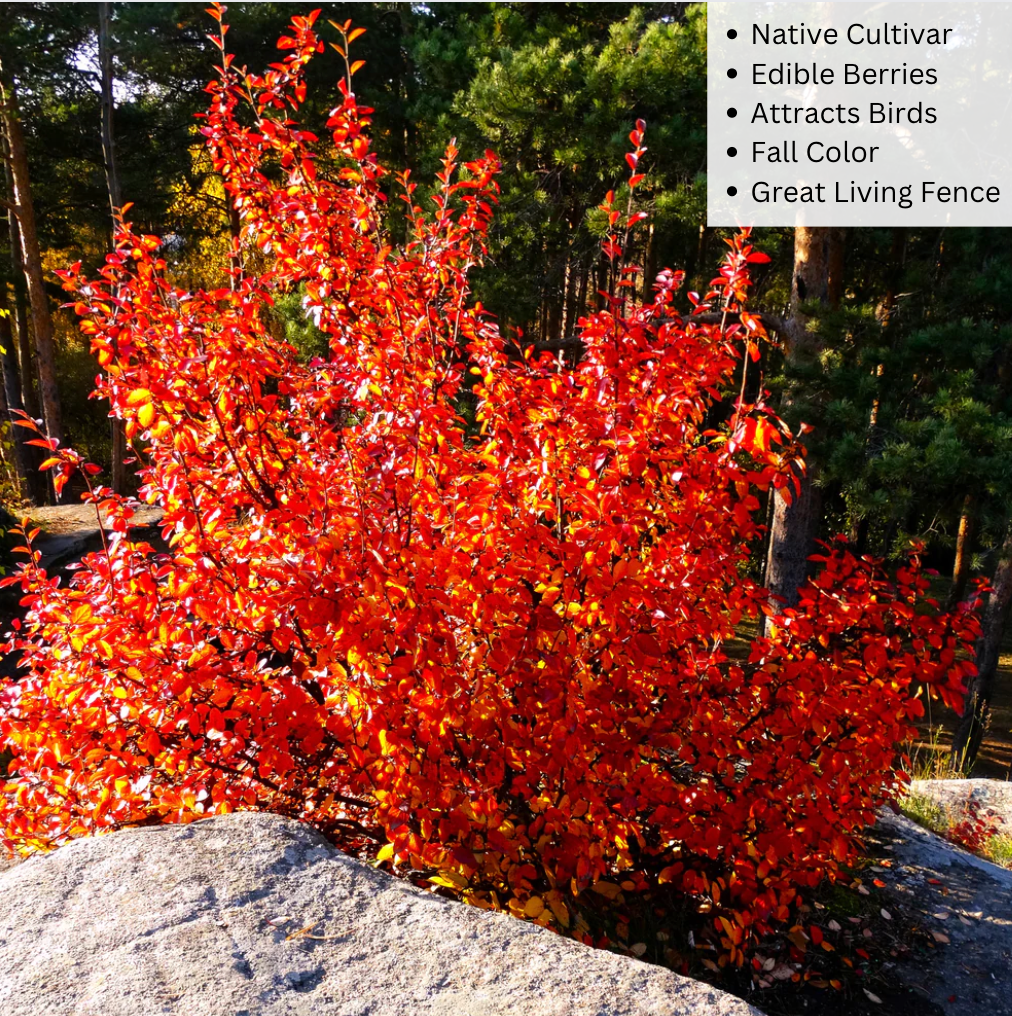 Bare Root - Autumn Brilliance Serviceberry (Shrub-Form) | Amelanchier x grandiflora 'Autumn Brilliance'