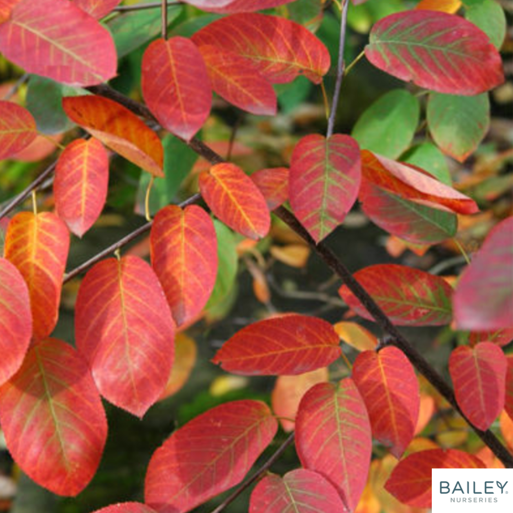 Autumn Brilliance Serviceberry (Shrub-Form) | Amelanchier x grandiflora 'Autumn Brilliance'