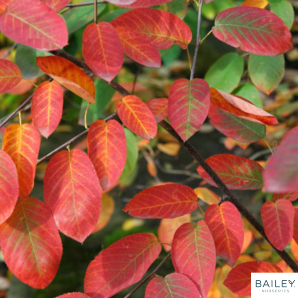 Bare Root - Autumn Brilliance Serviceberry Tree | Amelanchier x grandiflora 'Autumn Brilliance'