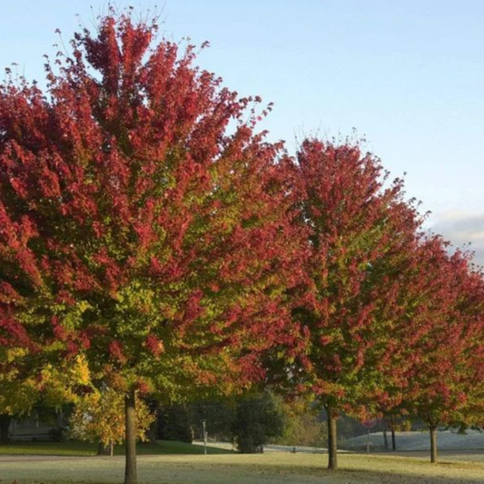 Bare Root - Brandywine Maple | Acer rubrum 'Brandywine'
