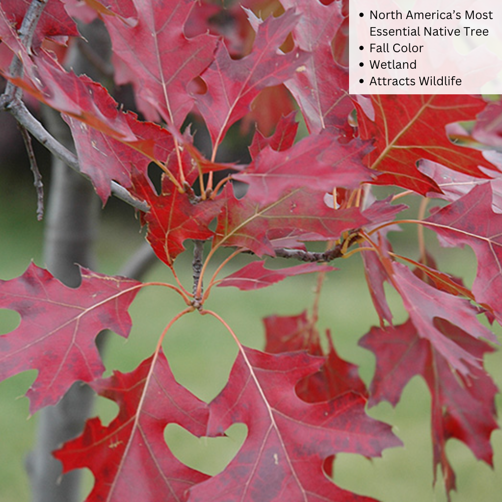 Bare Root - Northern Pin Oak | Quercus ellipsoidalis