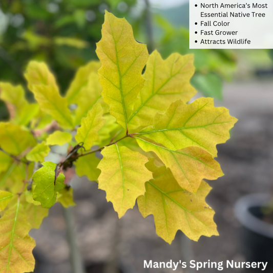 Bare Root - Northern Red Oak | Quercus rubra