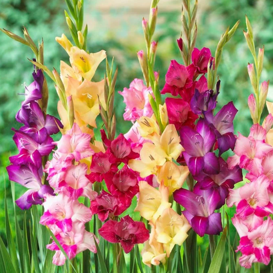 Gladiolus - Mardi Gras Mixture | 8 Bulbs