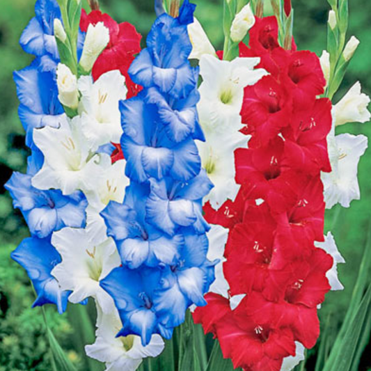 Gladiolus - Patriotic Mixture | 8 Bulbs