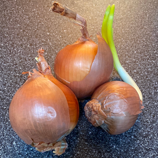 Onion - Stuttgarter Riesen | 100 Bulbs