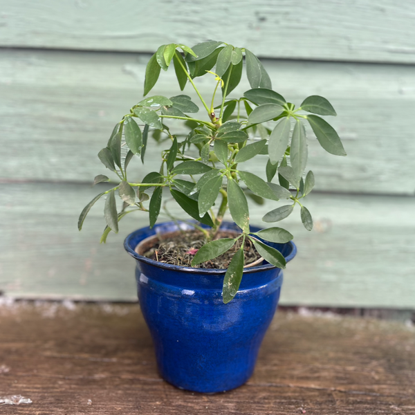 Royal Blue Decorative Pot - Avery - Midnight Sapphire – Mandy Spring ...