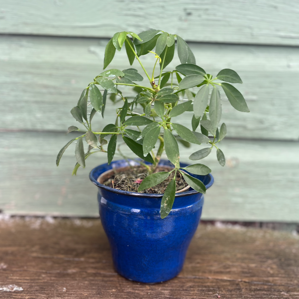 Royal Blue Decorative Pot - Avery - Midnight Sapphire