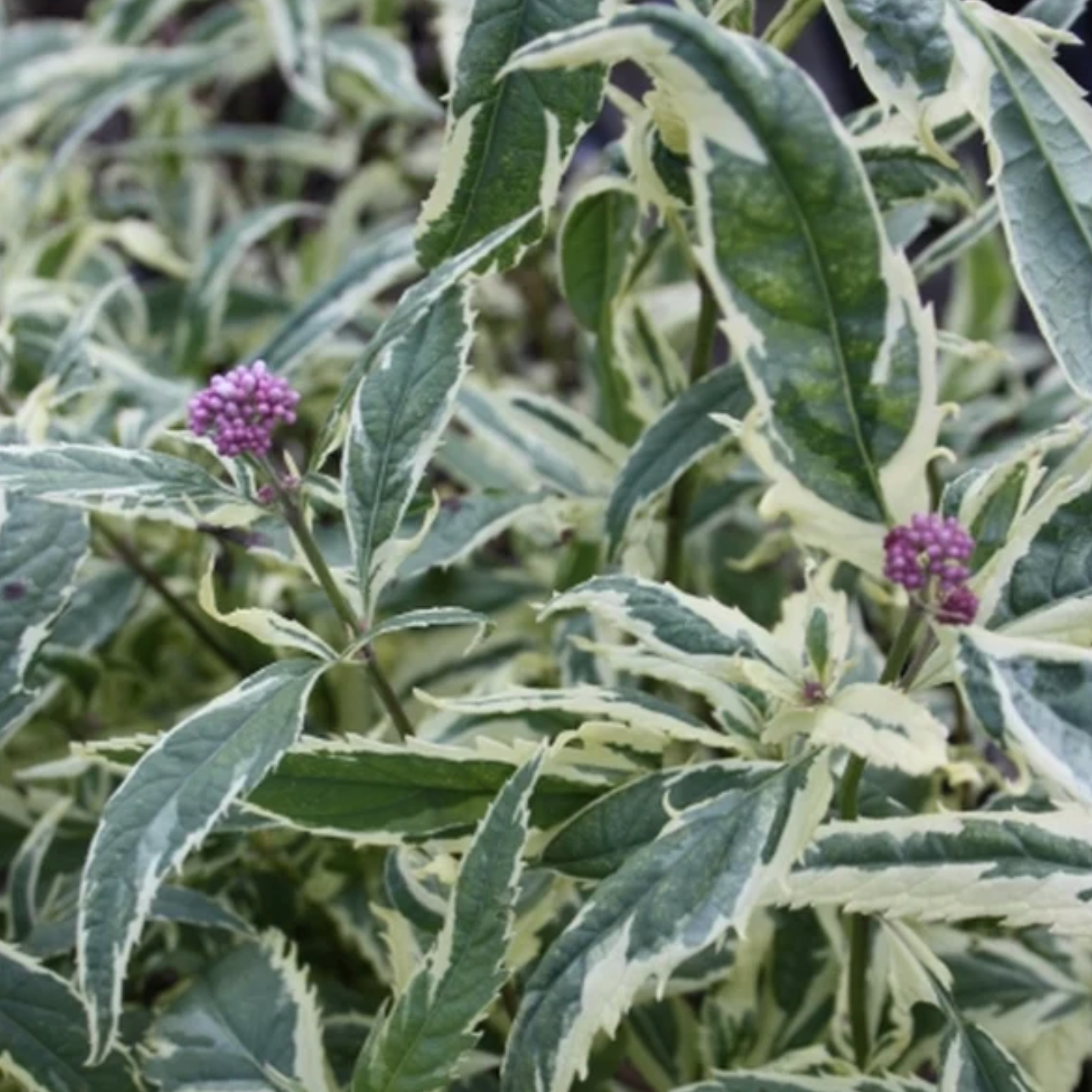 'Pink Frost' Joe Pye Weed | Eupatorium – Mandy Spring Farm Nursery, Inc.