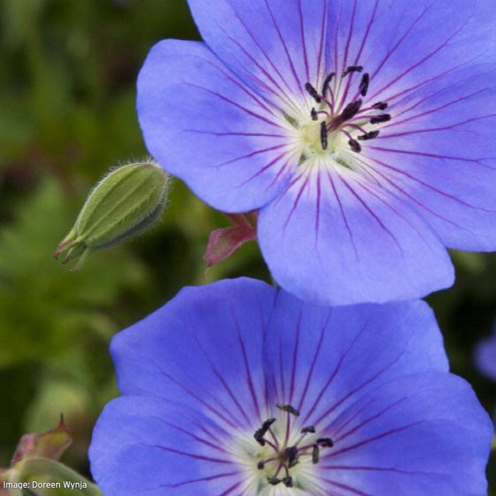'Rozanne' Geranium / Cranesbill – Mandy Spring Farm Nursery, Inc.