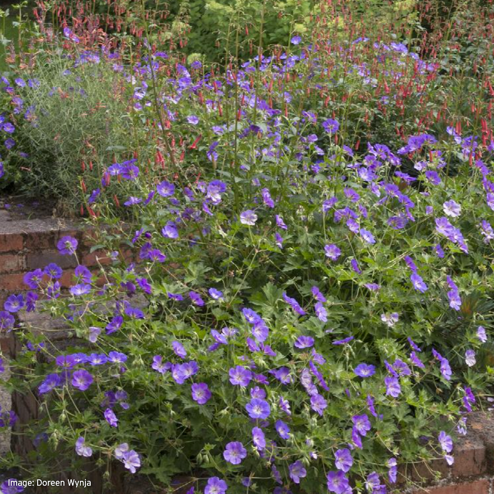 'Rozanne' Geranium / Cranesbill