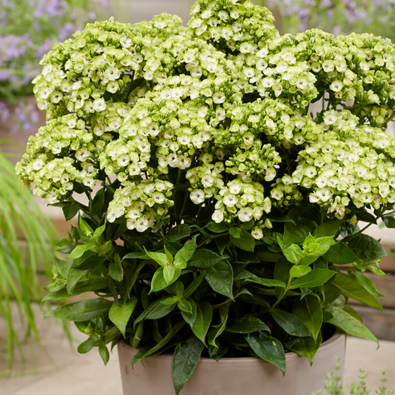 'Orchid Green' Tall Garden Phlox