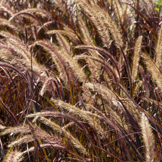 Annual Purple Fountain Grass | Pennisetum setaceum ‘Rubrum’