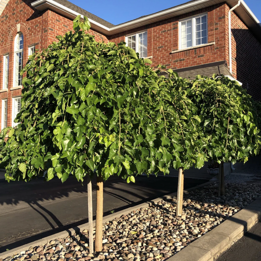 Weeping Mulberry Tree (Black Mulberry - Fruit Producing)