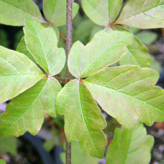 Paperbark Maple | Acer Griseum