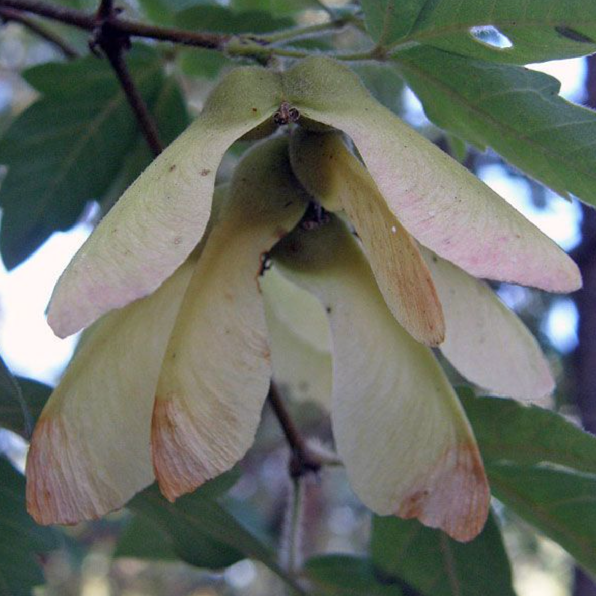 Paperbark Maple | Acer Griseum