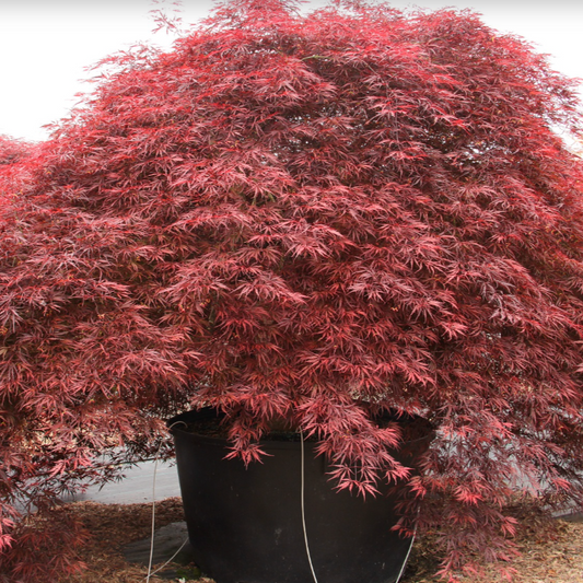 'Inaba Shidare' Weeping Japanese Maple | Acer palmatum var. dissectum 'Inaba Shidare'
