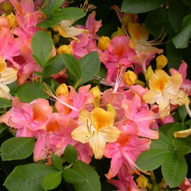 'Garden Rainbow' Azalea – Mandy Spring Farm Nursery, Inc.