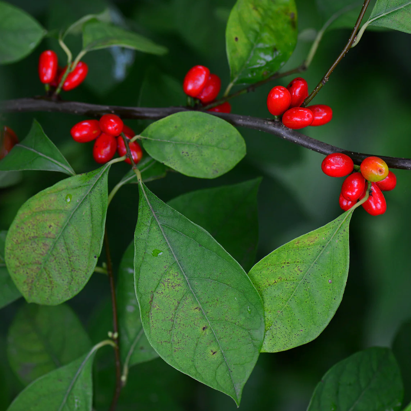 Northern Spicebush | Lindera benzoin